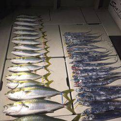 エムズジャーク(M’s JERK) 釣果