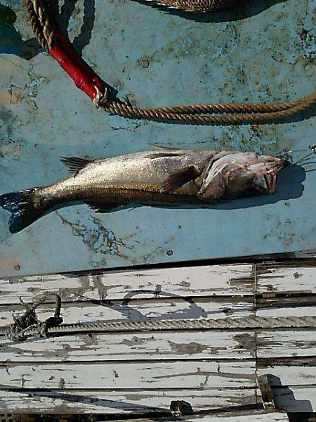 KO-SHIN丸 釣果