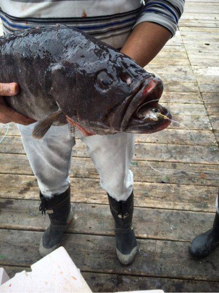 釣り堀水宝 釣果