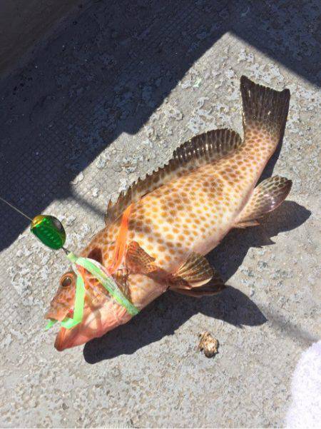 第二 海洋丸 釣果