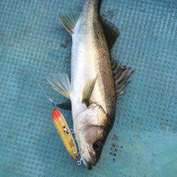 アマテラス 釣果