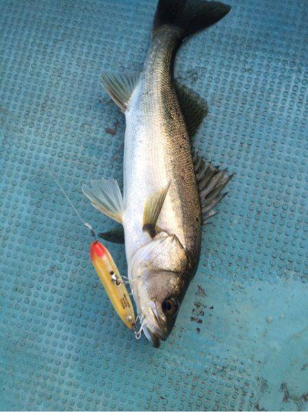 アマテラス 釣果