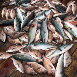 釣り堀水宝 釣果