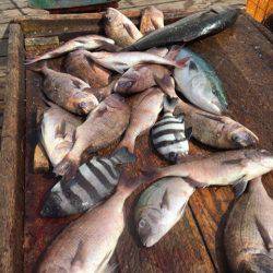 釣り堀水宝 釣果