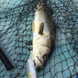 アマテラス 釣果