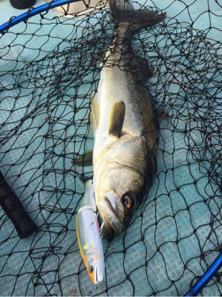 アマテラス 釣果