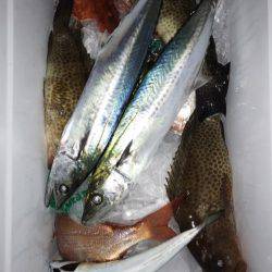 龍神丸(鹿児島) 釣果