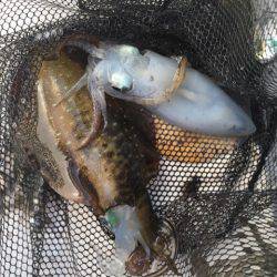 Ｖ−７ West 釣果