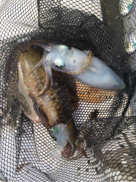 Ｖ−７ West 釣果