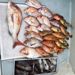 さくら丸 釣果