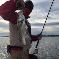 アマテラス 釣果