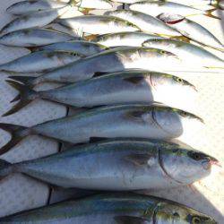 ビッグファイター 釣果