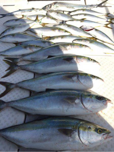 ビッグファイター 釣果