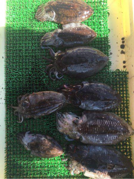 Ｖ−７ West 釣果