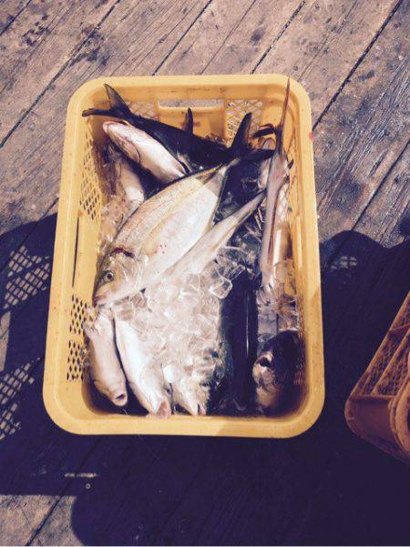 釣り堀水宝 釣果