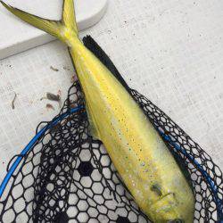 「LaGooN」蒼陽丸 日和号 釣果