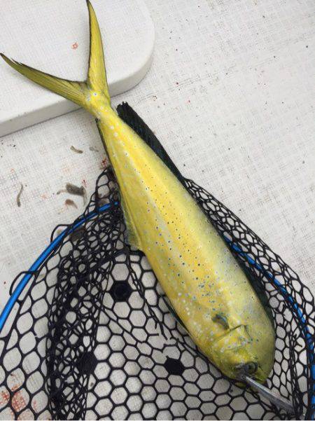 「LaGooN」蒼陽丸 日和号 釣果