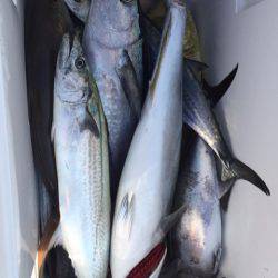 「LaGooN」蒼陽丸 日和号 釣果