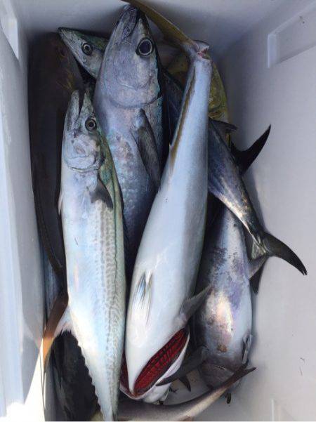 「LaGooN」蒼陽丸 日和号 釣果