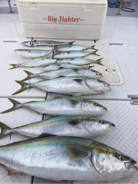 ビッグファイター 釣果