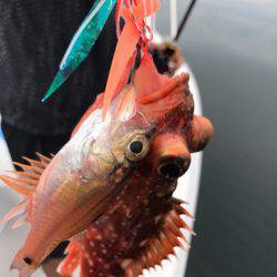 龍神丸(鹿児島) 釣果