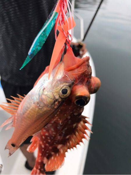 龍神丸(鹿児島) 釣果