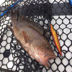 第二 海洋丸 釣果