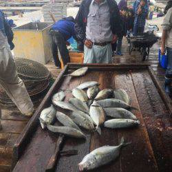 釣り堀水宝 釣果