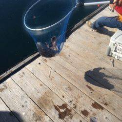 釣り堀水宝 釣果