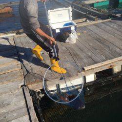 釣り堀水宝 釣果