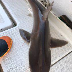 龍神丸(鹿児島) 釣果