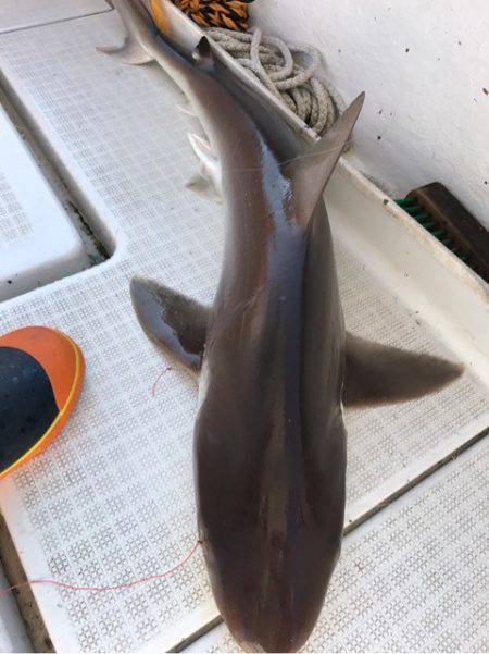 龍神丸(鹿児島) 釣果