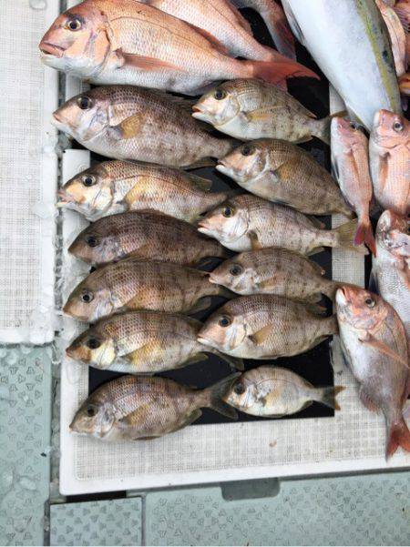 さくら丸 釣果