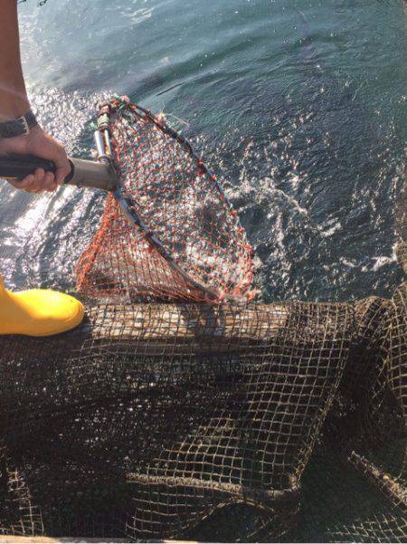 釣り堀水宝 釣果