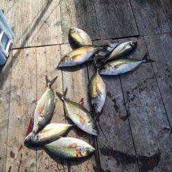 釣り堀水宝 釣果