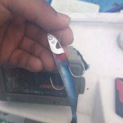 アマテラス 釣果