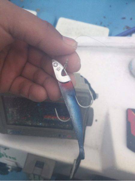 アマテラス 釣果