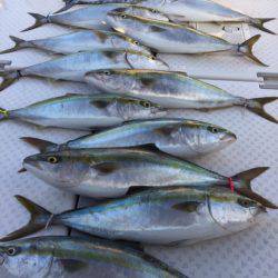 ビッグファイター 釣果