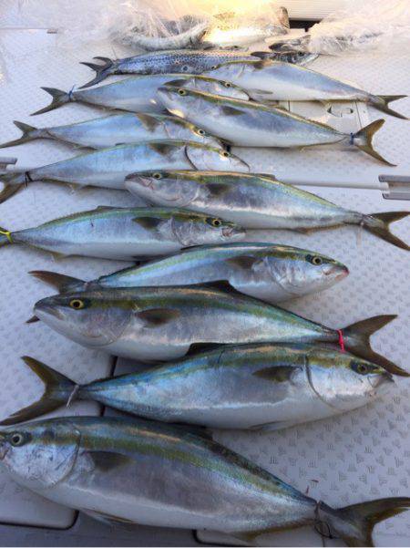 ビッグファイター 釣果