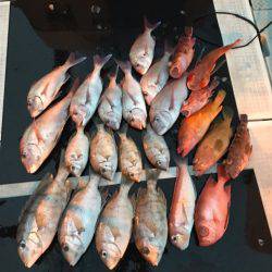 さくら丸 釣果