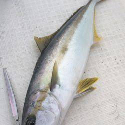 「LaGooN」蒼陽丸 日和号　 釣果