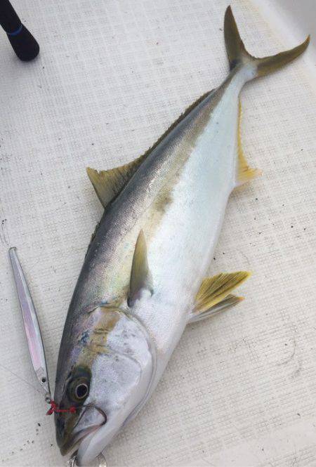 「LaGooN」蒼陽丸 日和号　 釣果