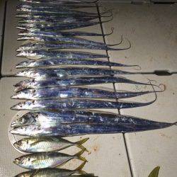 SeaRide(シーライド) 釣果