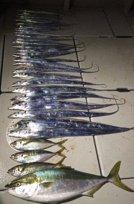 SeaRide(シーライド) 釣果