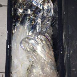 SeaRide(シーライド) 釣果