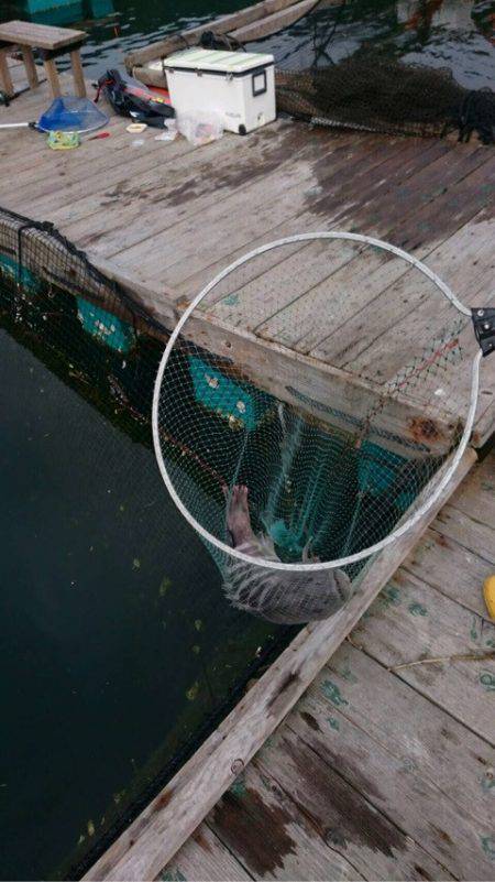 釣り堀水宝 釣果