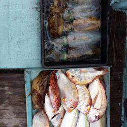 じゅん栄丸 釣果