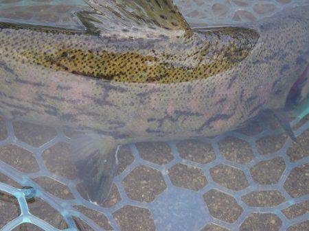 平谷湖フィッシングスポット 釣果