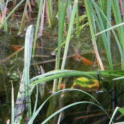 平谷湖フィッシングスポット 釣果