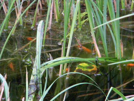 平谷湖フィッシングスポット 釣果